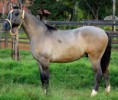 /album/animais-disponiveis-para-venda-/potros-dkp4-jpg/